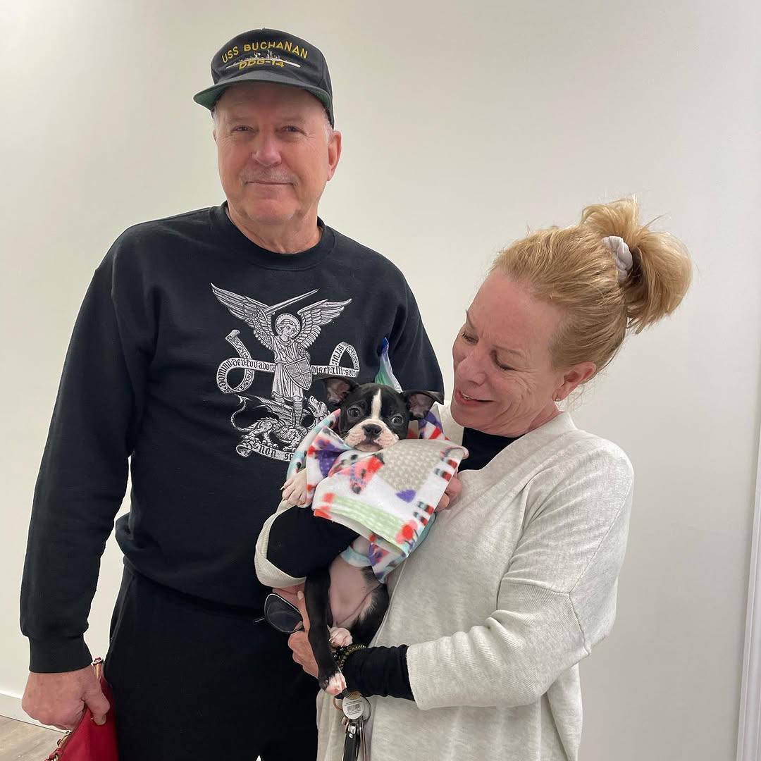 A Maple Haven Boston Terrier puppy going home with its new family