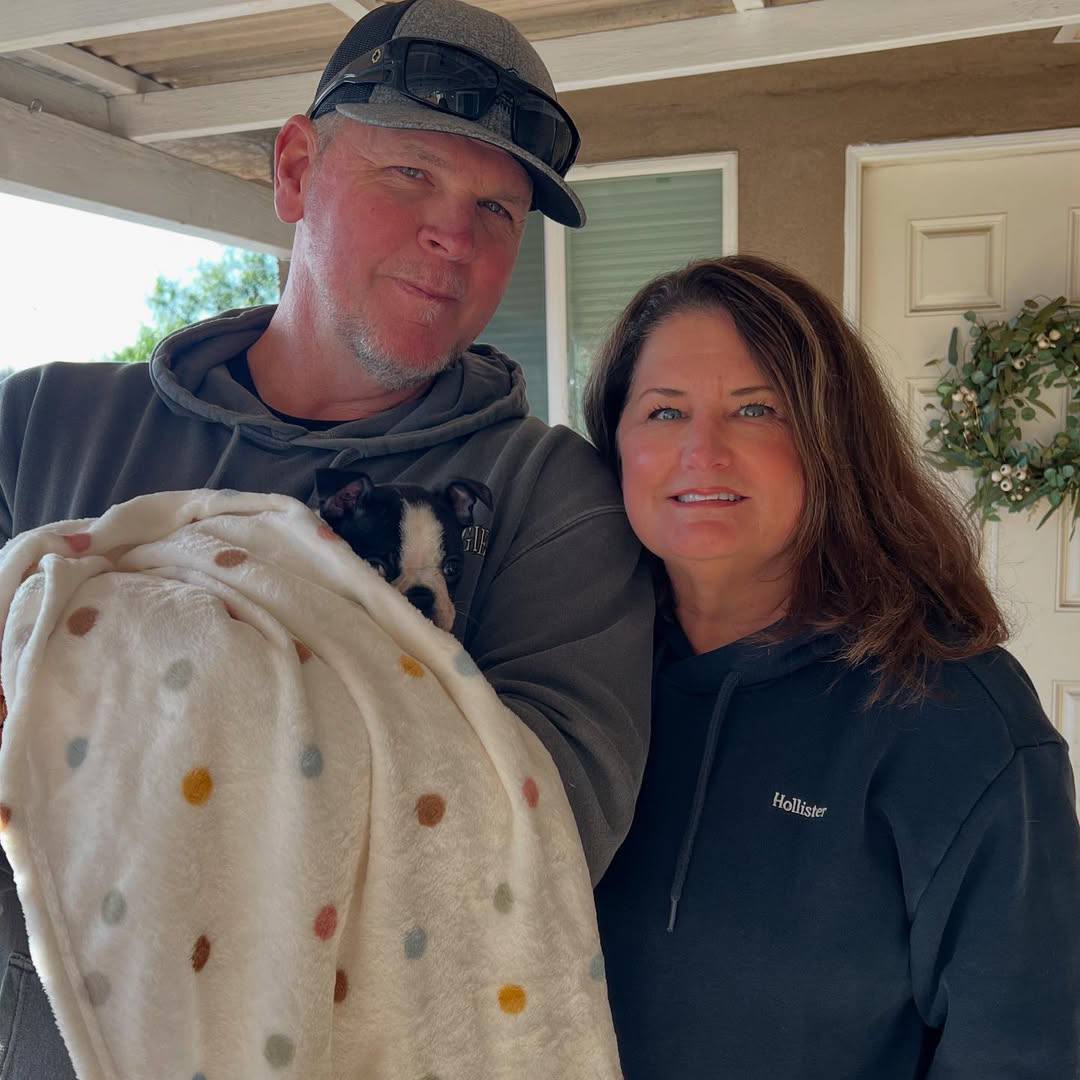 A Maple Haven Boston Terrier puppy going home with its new family