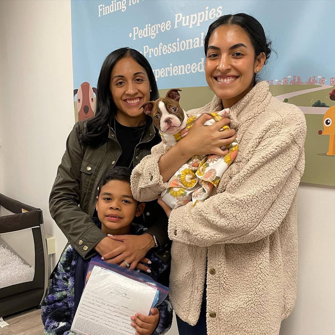A Maple Haven Boston Terrier puppy going home with its new family