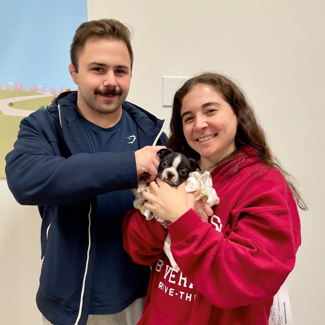 A Maple Haven Boston Terrier puppy going home with its new family