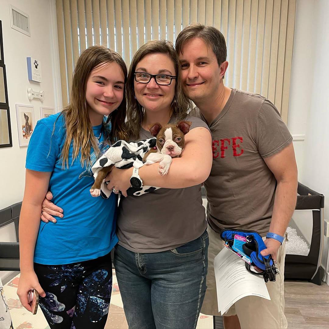 A Maple Haven Boston Terrier puppy going home with its new family