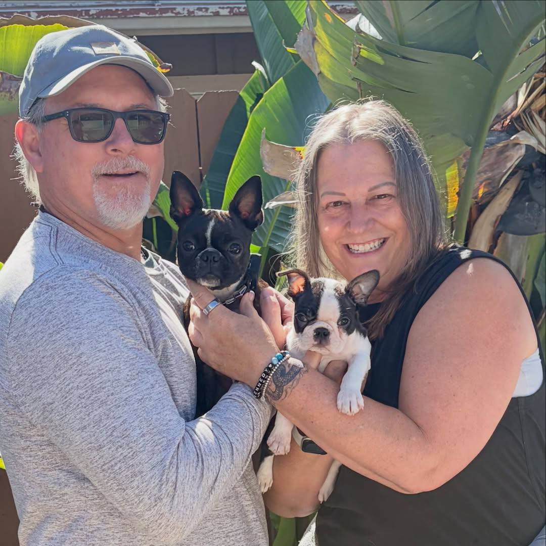 A Maple Haven Boston Terrier puppy going home with its new family