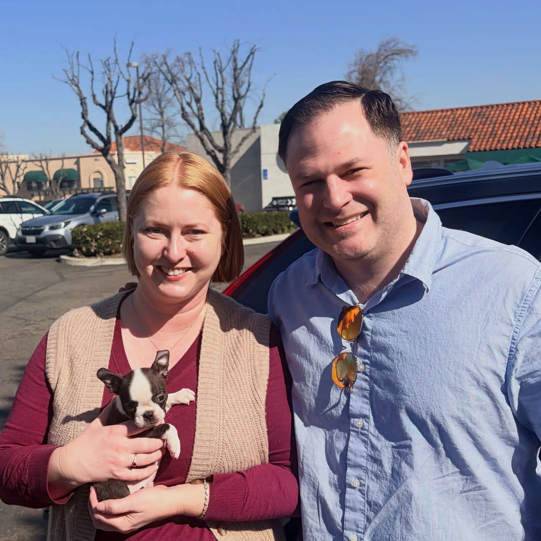 A Maple Haven Boston Terrier puppy going home with its new family