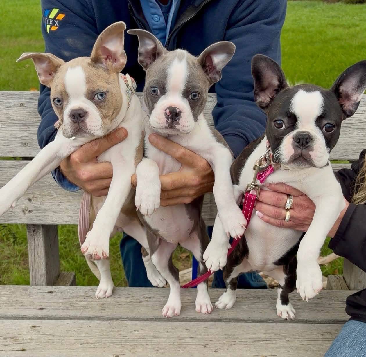 Three Boston Terriers outdoors