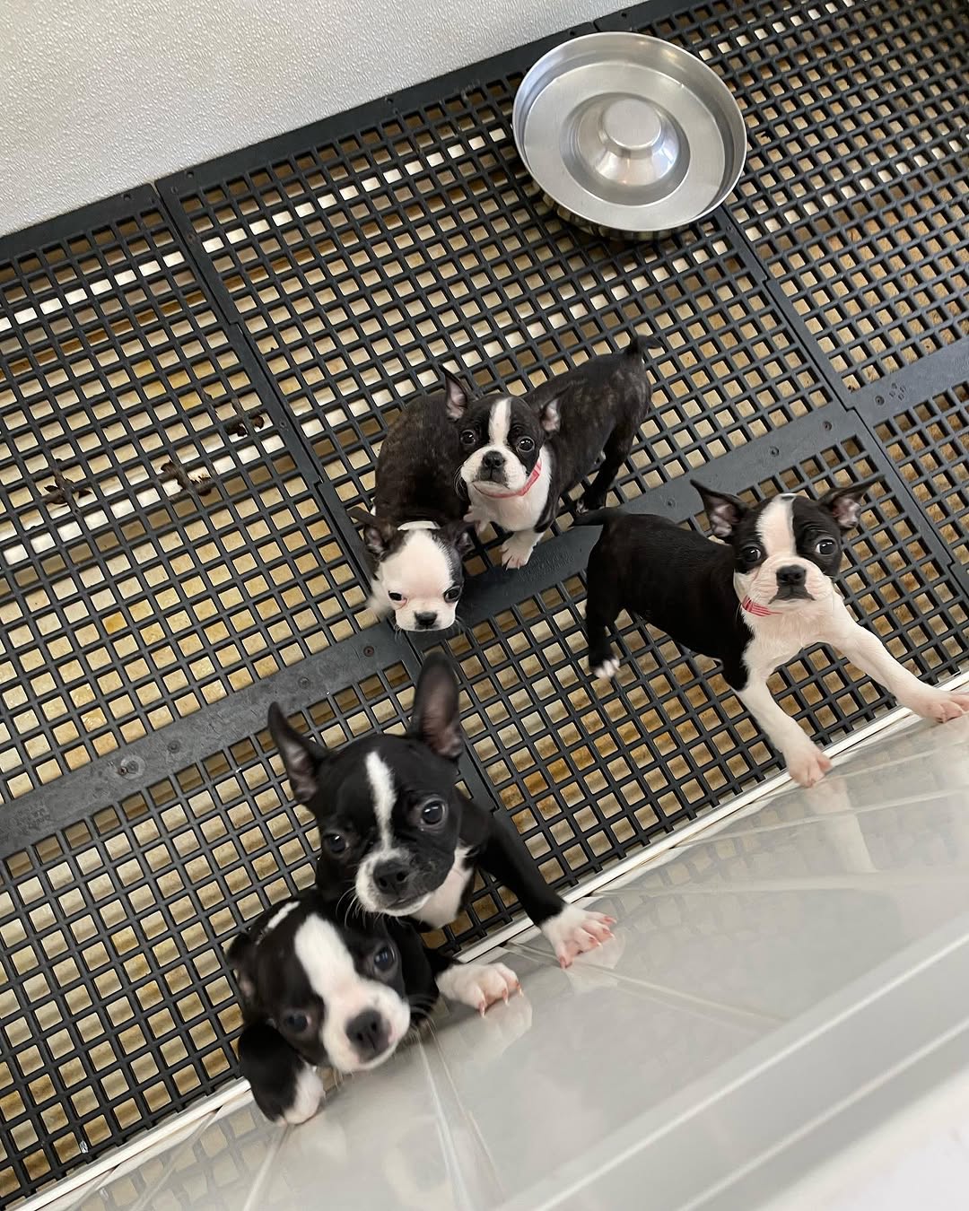 Group of Boston Terrier puppies